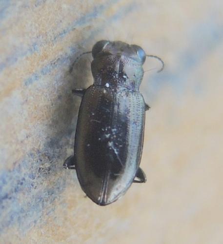 Réf. 350 690 : Notiophilus substriatus
